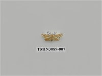 藏品(螟蛾69)的圖片